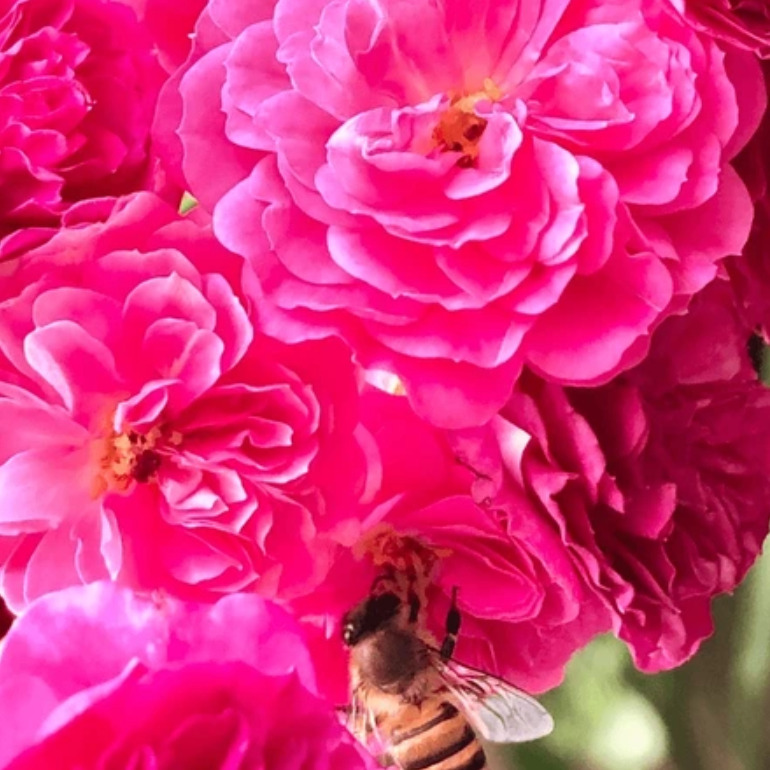 Honey Rose ~ Divine Nectars Bliss Mist