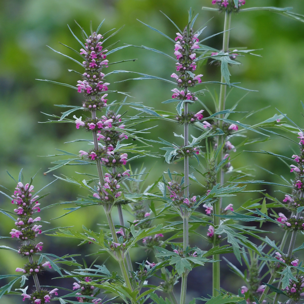 Organic Fresh Motherwort Tincture