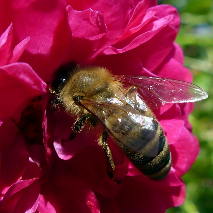 Honey Rose ~ Divine Nectars Bliss Mist