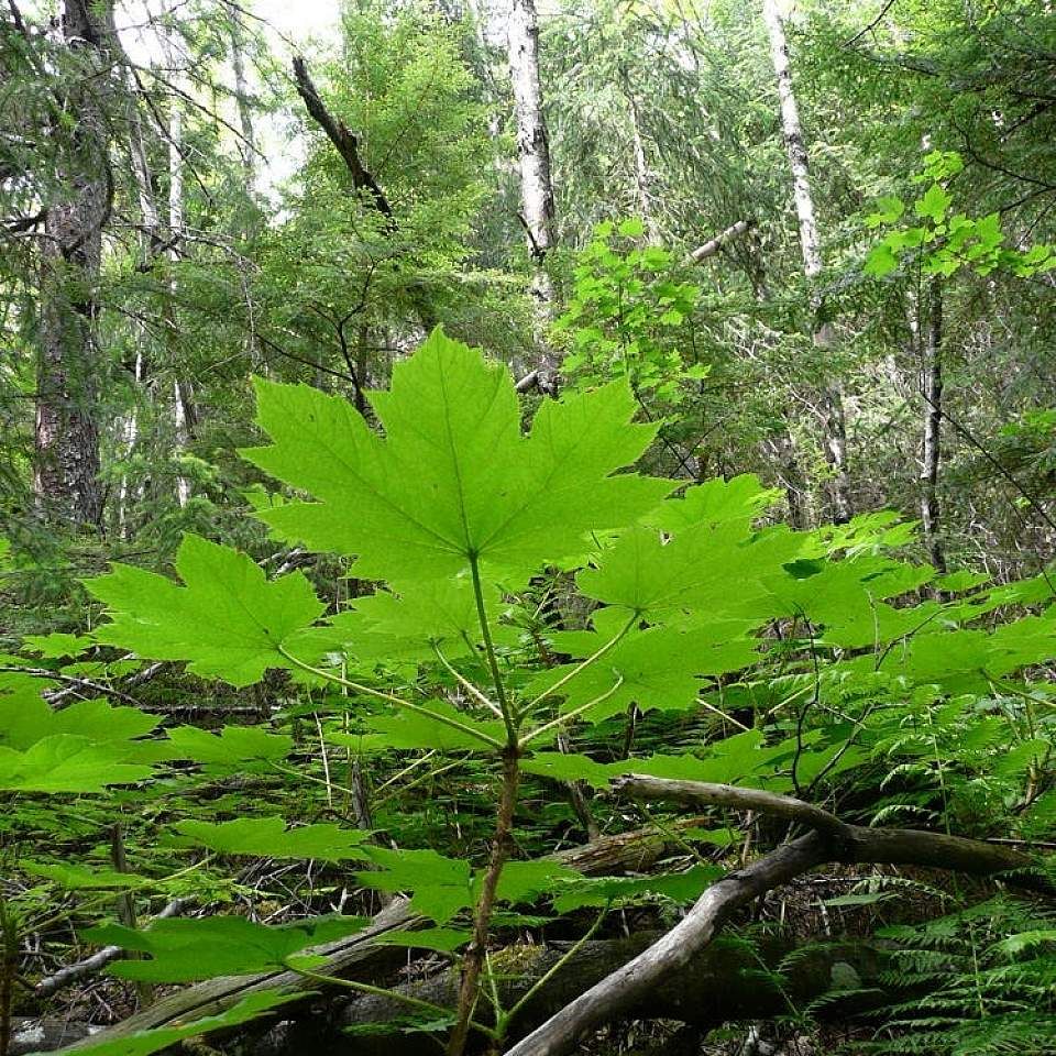 Ethically Wildcrafted Devils Club Tincture