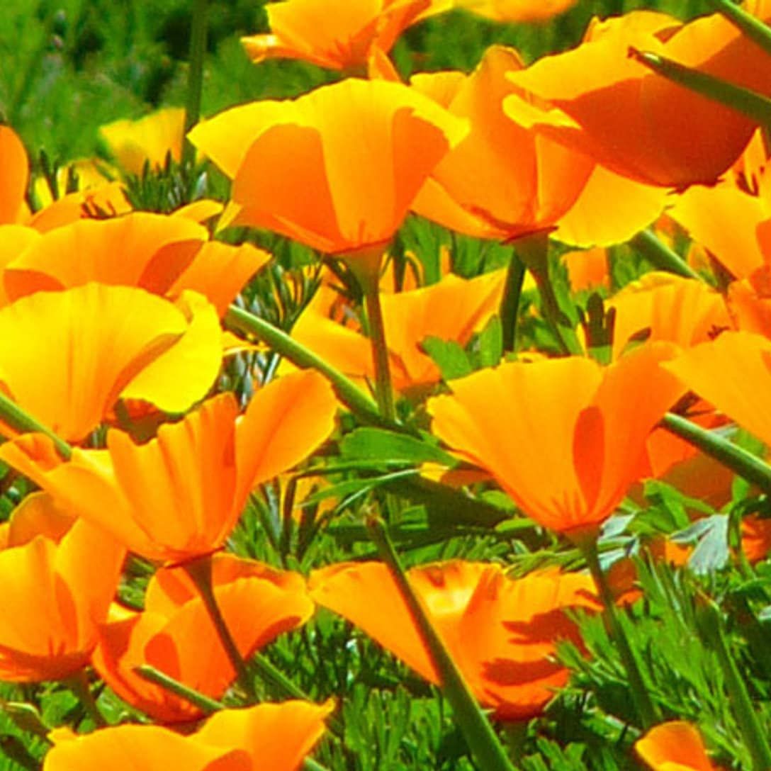 Organic Fresh California Poppy Tincture ~ Pristine Medicine ~ Homegrown & handmade