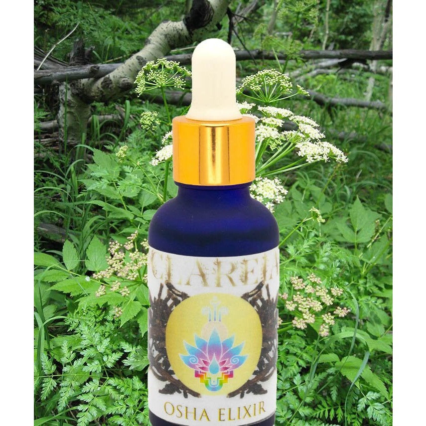 Fresh Osha Elixir ~ Ethically Harvested ~ Lung Support ~ Breath ~ Respiratory health