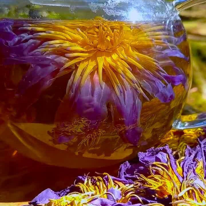 Whole Blue Lotus Flowers ~ Pristine + Organic ~ Intuition, Divination, Lucid Dreaming, Peace, Shen, Cooling, Calming