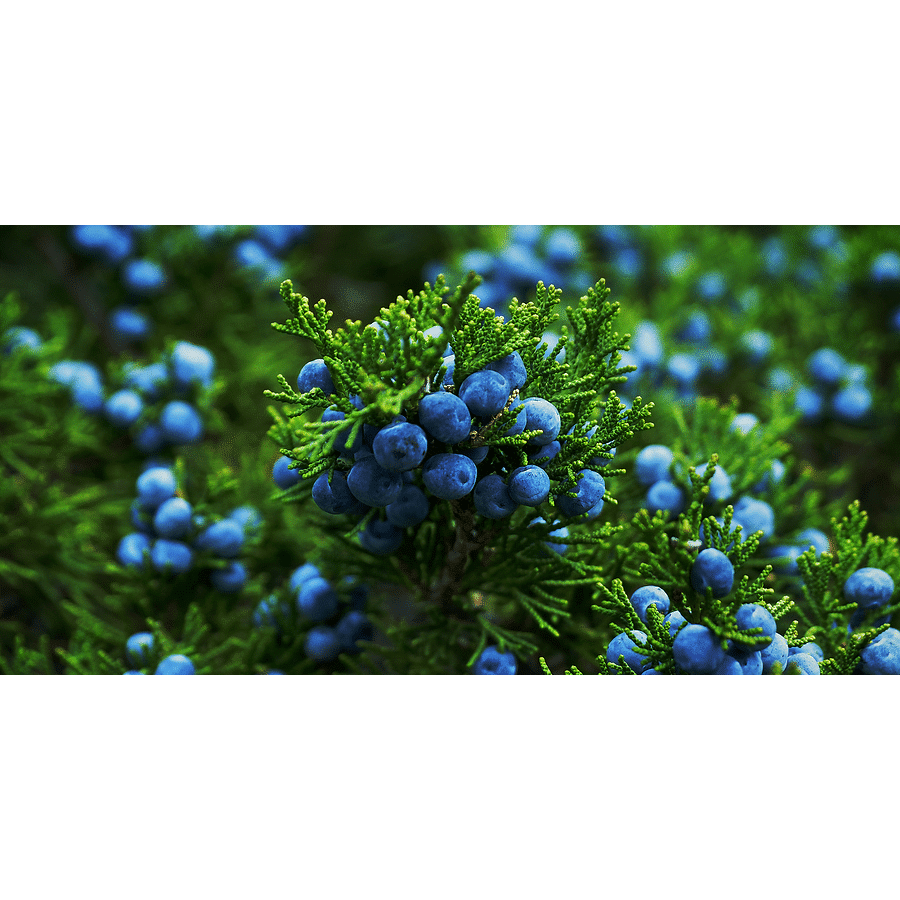 Turkish Juniper Essential Oil