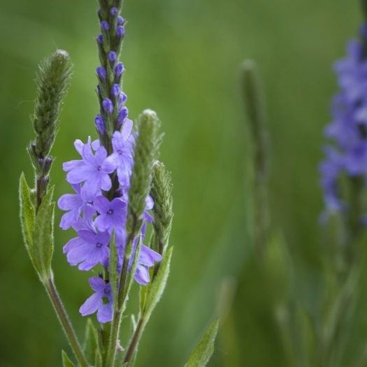Blue Vervain Tincture
