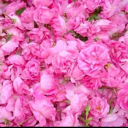 Organic Rosa Damascena Pink Rose Petals ~ Pristine beauty, Tonifying, Peace, Shen, Anti inflammatory, Antioxidants, Queen of all flowers