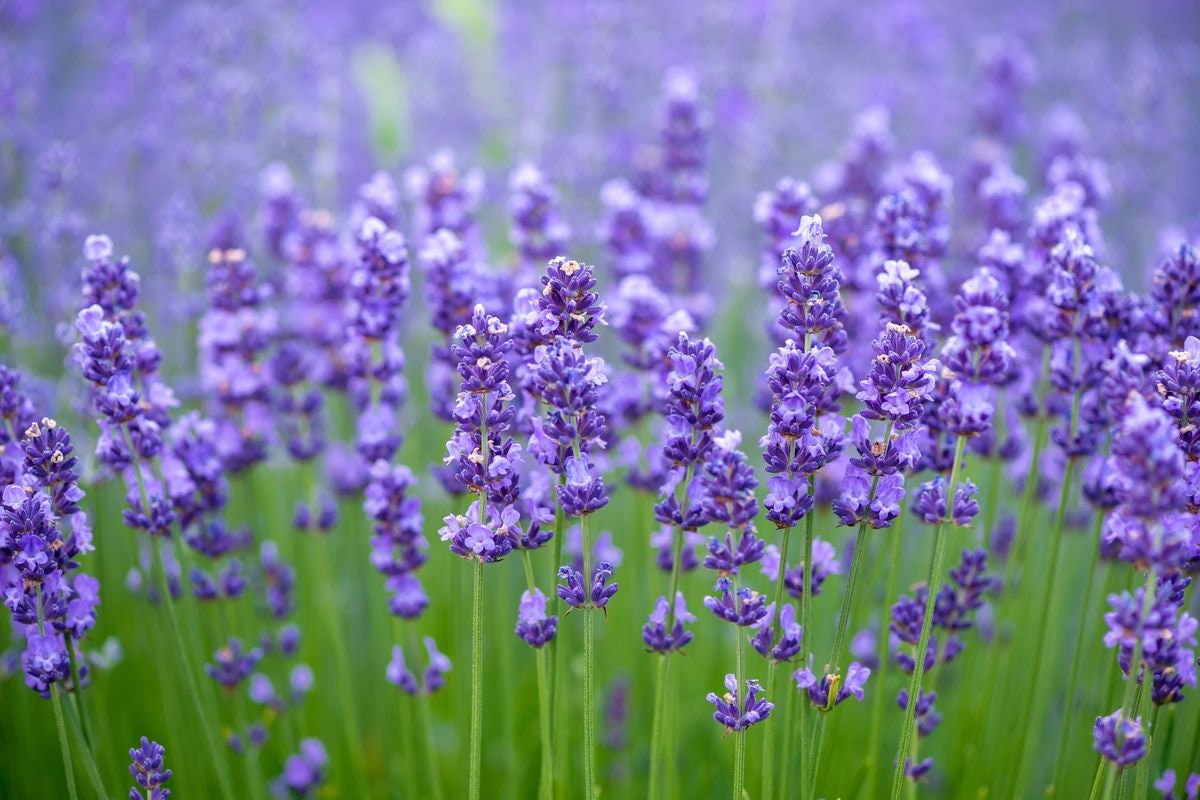 Fresh Lavender Elixir ~ Organic, Homegrown, Delicious, Soothing