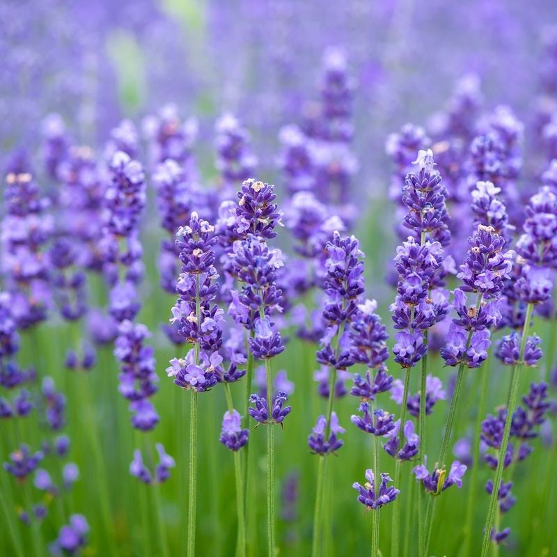 Fresh Lavender Elixir ~ Organic, Homegrown, Delicious, Soothing