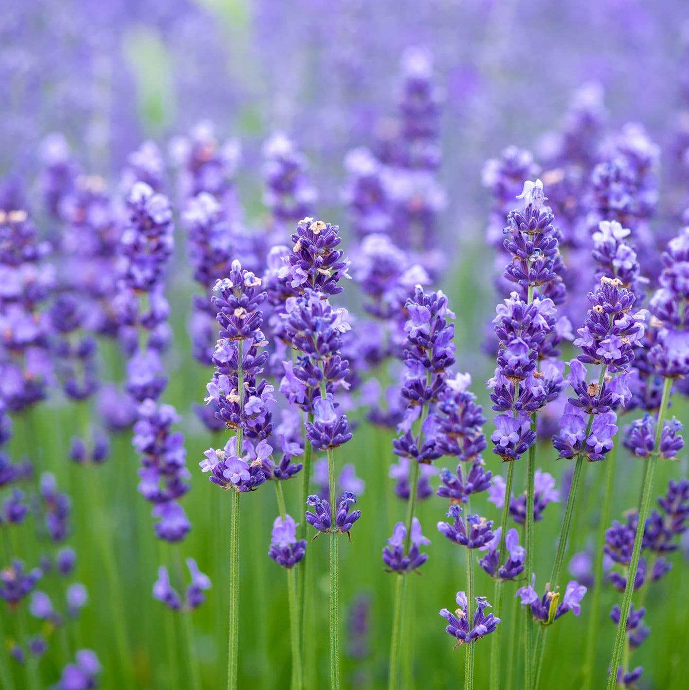 Indigenous Artisanal Turkish Lavender Essential Oil ~ Ethical + Sustainable ~ Women produced