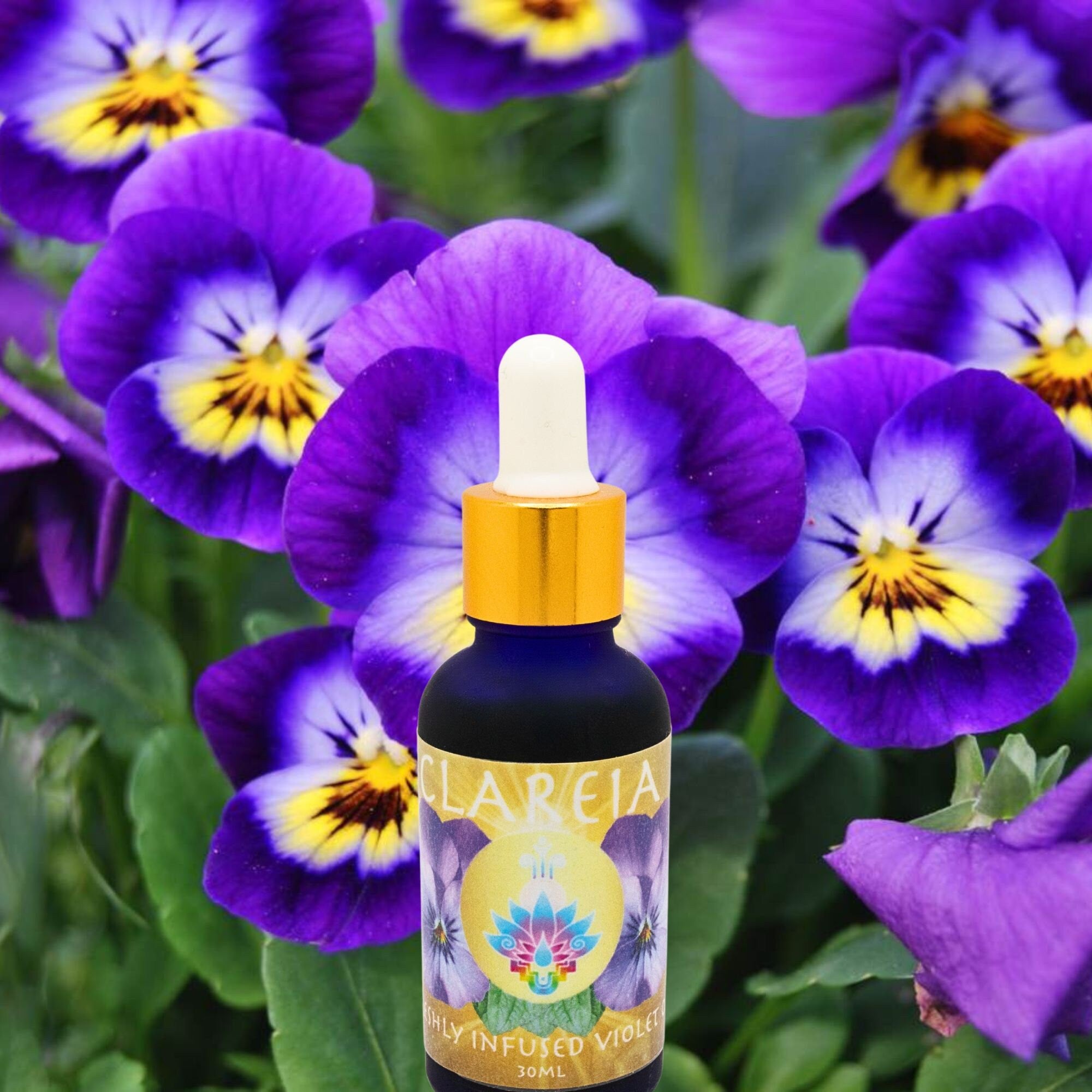 Gorgeous Freshly Infused Violet Leaf & Flower Oil ~ Deep Lymphatic Detox, Circulation