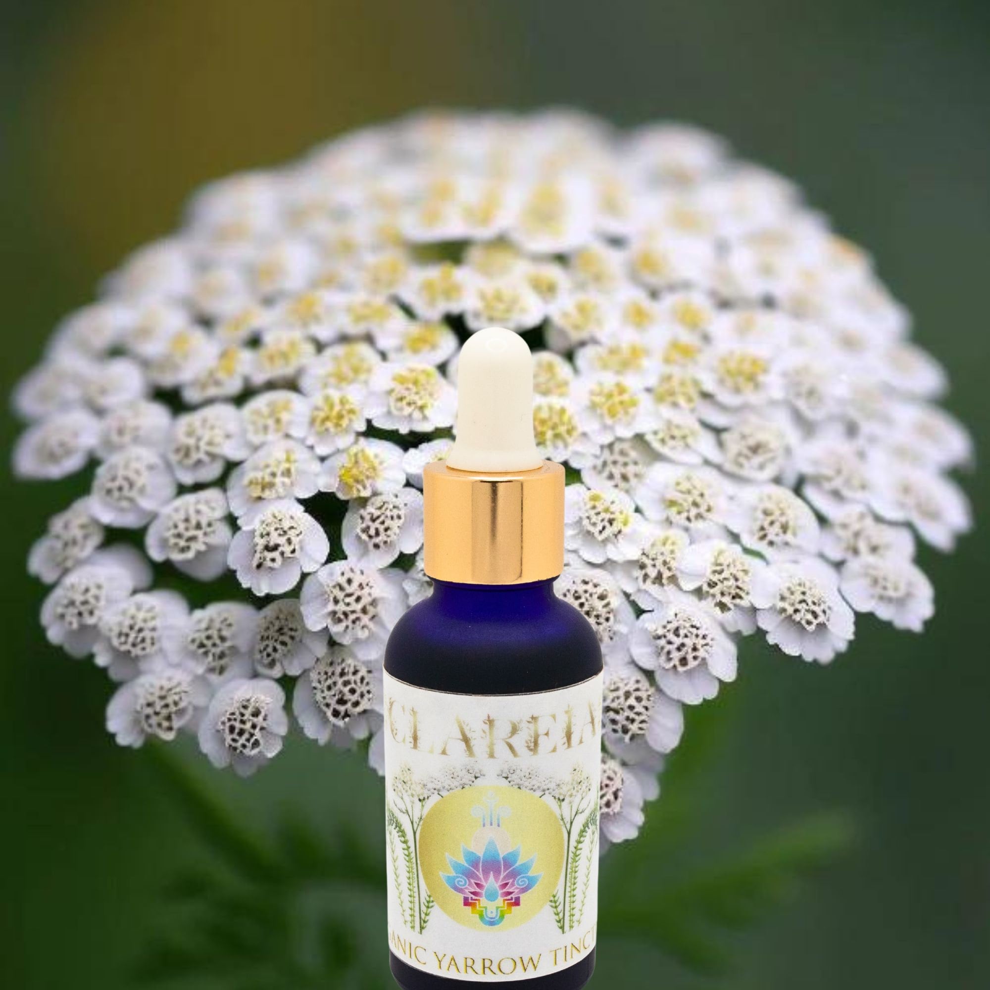 Organic Fresh Yarrow Tincture | First Aid