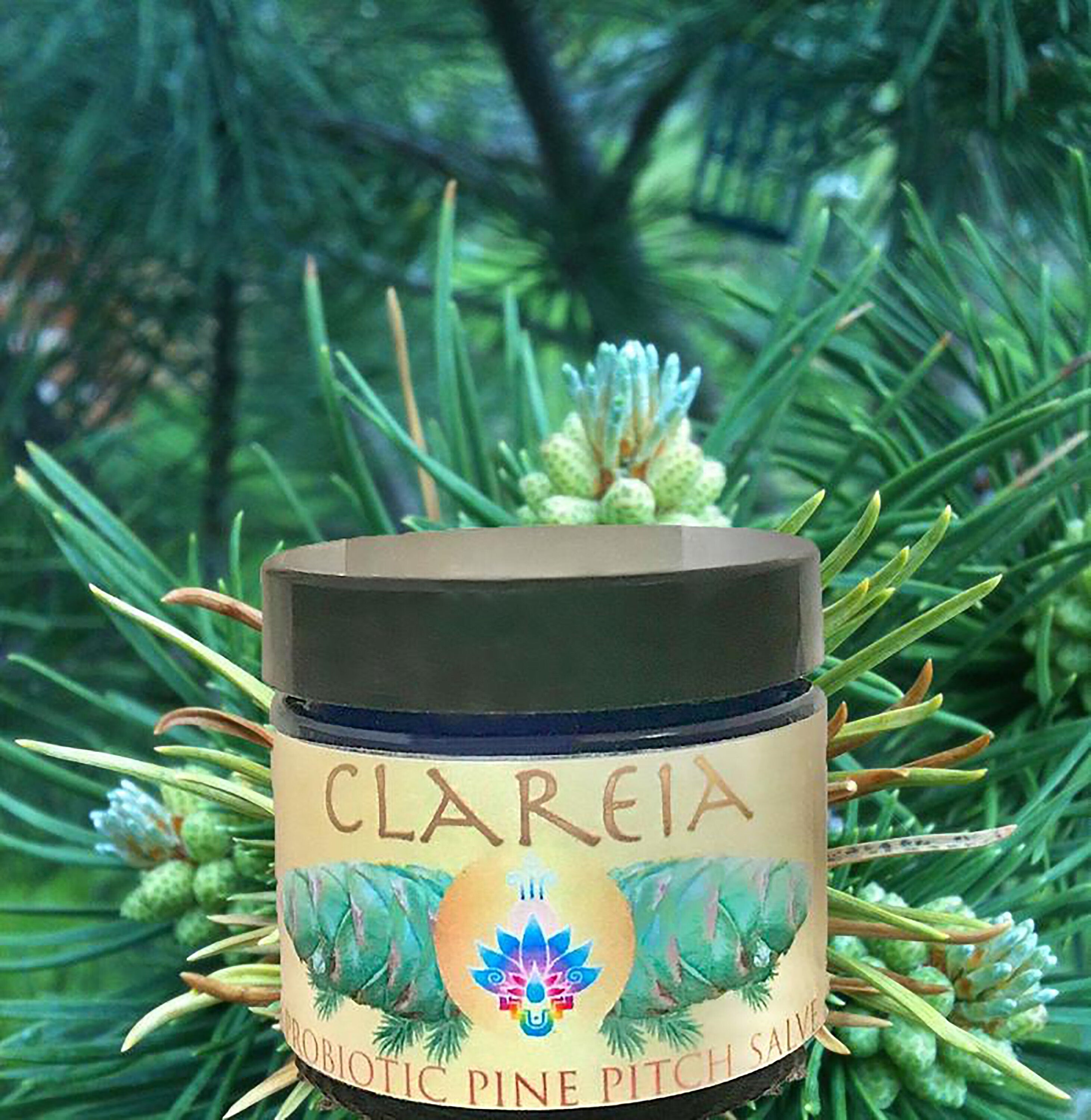 Probiotic Pine Pitch Salve ~ Organic - Wildcrafted | Wounds - Cuts - First-aid - Inflammation - Splinter - Eczema - Bug bites