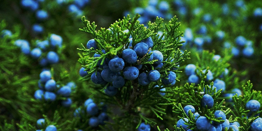 Turkish Juniper Essential Oil