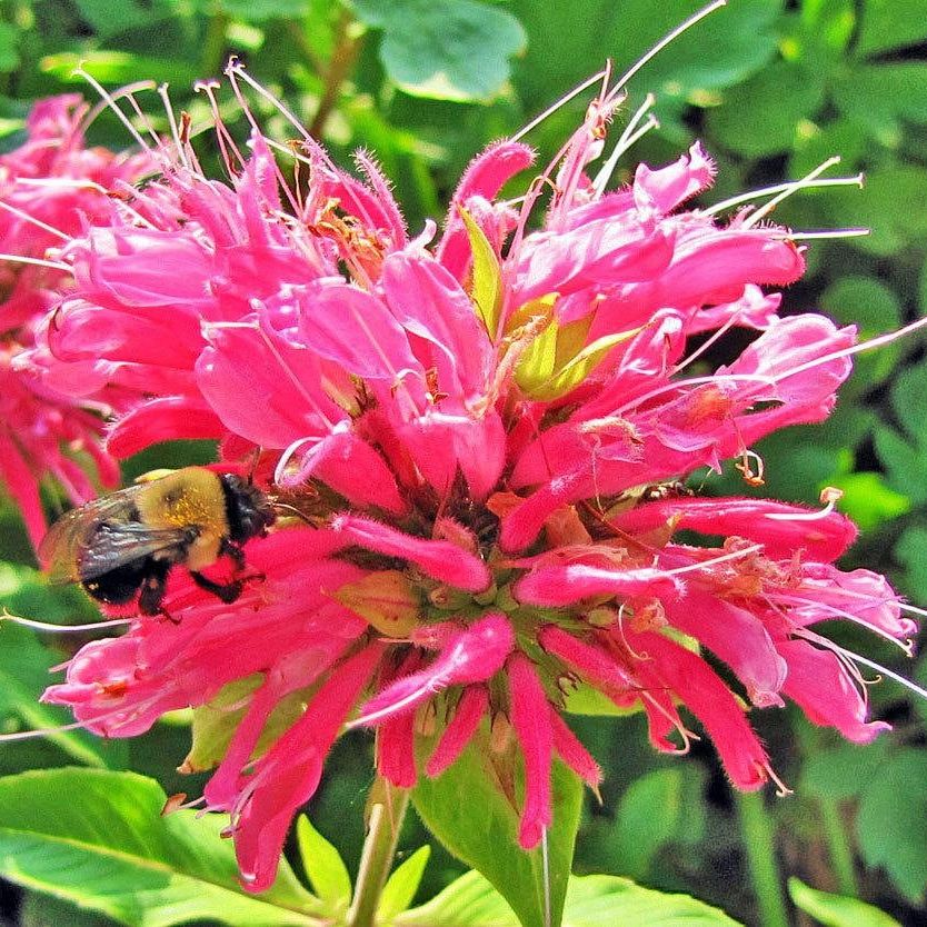 Bee Balm Tincture ~ Digestive Health ~ Infections ~ Increased Energy ~ Diuretic ~ Headaches - Organic Permaculturally Homegrown Biodynamic