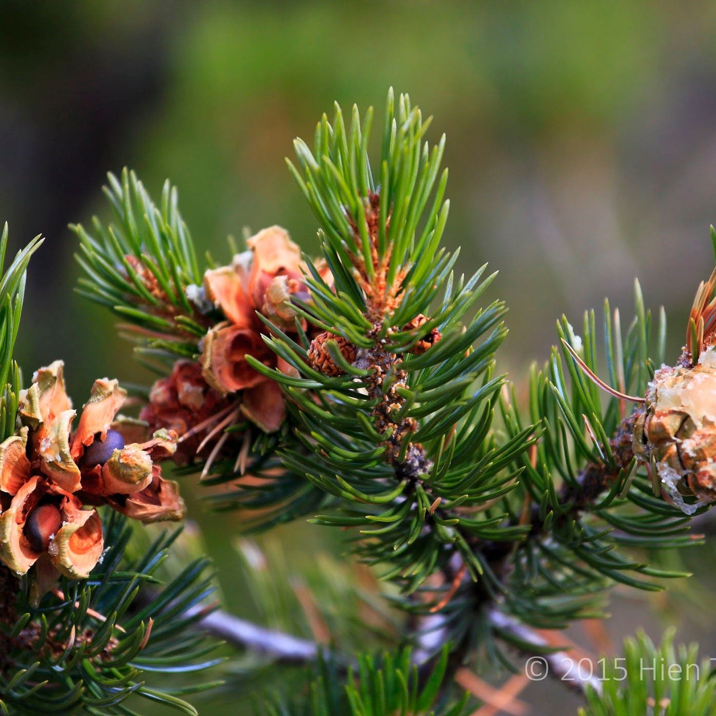 Pristine + Rare Pinyon Pine Essential Oil ~ Ethically wild harvested, Aromatic, Perfumery, Pure, Wild, Coniferous
